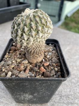 Encephalocarpus strobiliformis